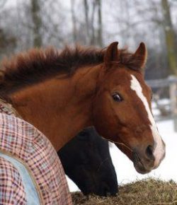 Kentucky Performance Products: Electrolyte Use in Fall and Winter