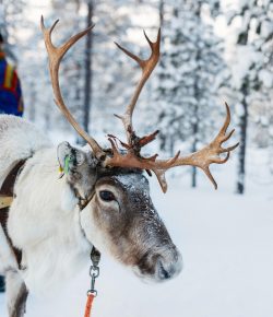 E.L.V.E.S. Are Keeping Reindeer Ready to Fly This Christmas Eve