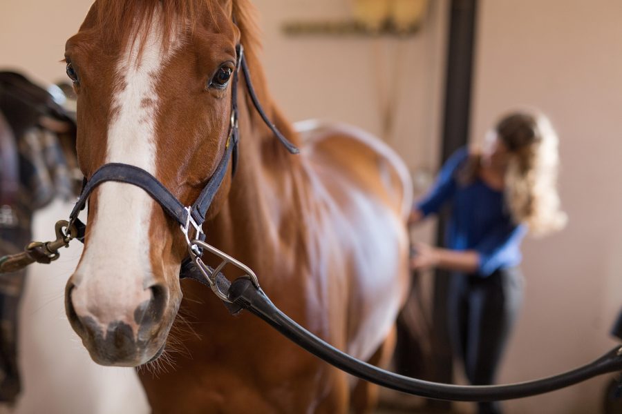 Laying Down the Law Don’t Leave Your Equine Career Vulnerable HORSE