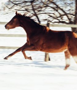 7 Winter Horse Care Mistakes You Shouldn’t Make…