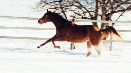 7 Winter Horse Care Mistakes You Shouldn’t Make…
