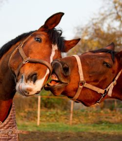 10 (More) Life Lessons From Horses