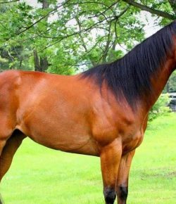 The Eye of the Beholder: Looking Beyond What Is to See What a Horse Can Be