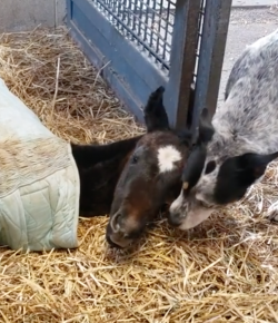 Friday Feels: The Foal Cleaner