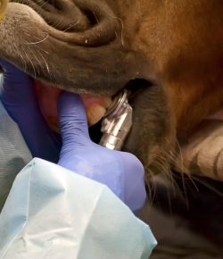 Weekend Wellness: Don’t Avoid the Dentist