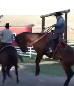 ‘Oh Crap’ Monday: Froggy Horses