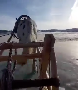 Thursday Video: Trotting Across the Ice