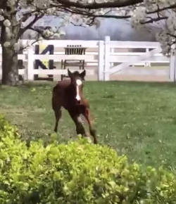 Thursday Video: Pure Joy