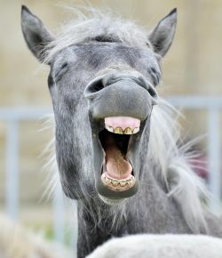 ‘Ironic’: The COVID-19 Equestrian Edition