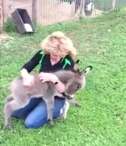 Friday Feels: Baby Donkey Seeks Cuddles