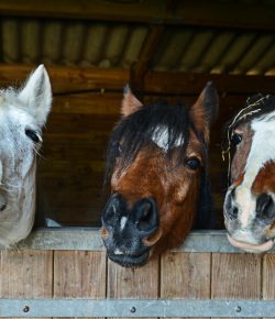 Let’s Discuss: What Do Shelter in Place/Stay at Home Orders Mean for Boarders?
