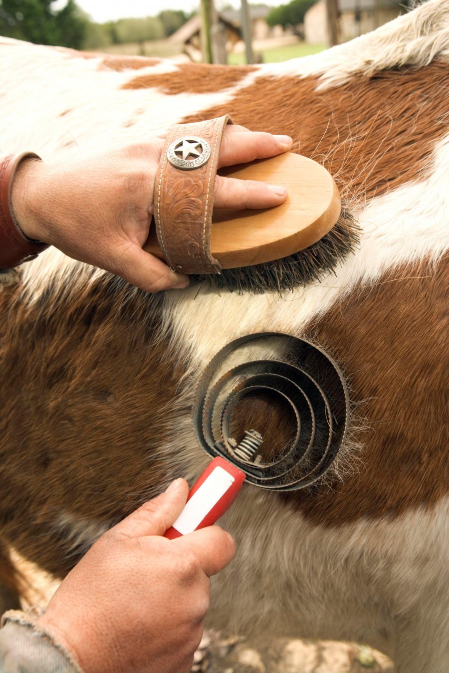 Weekend Wellness Speeding up the Shedding Process HORSE NATION