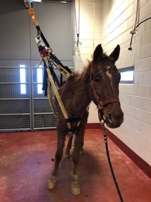 The Rehabilitation of Regal: The Beginning | HORSE NATION