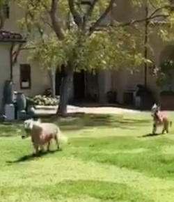 Thursday Video: Whiskey and Lulu