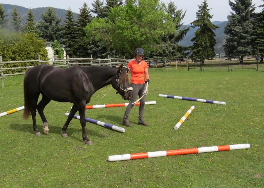 Beat Quarantine Boredom 4 GroundPole Exercises HORSE NATION