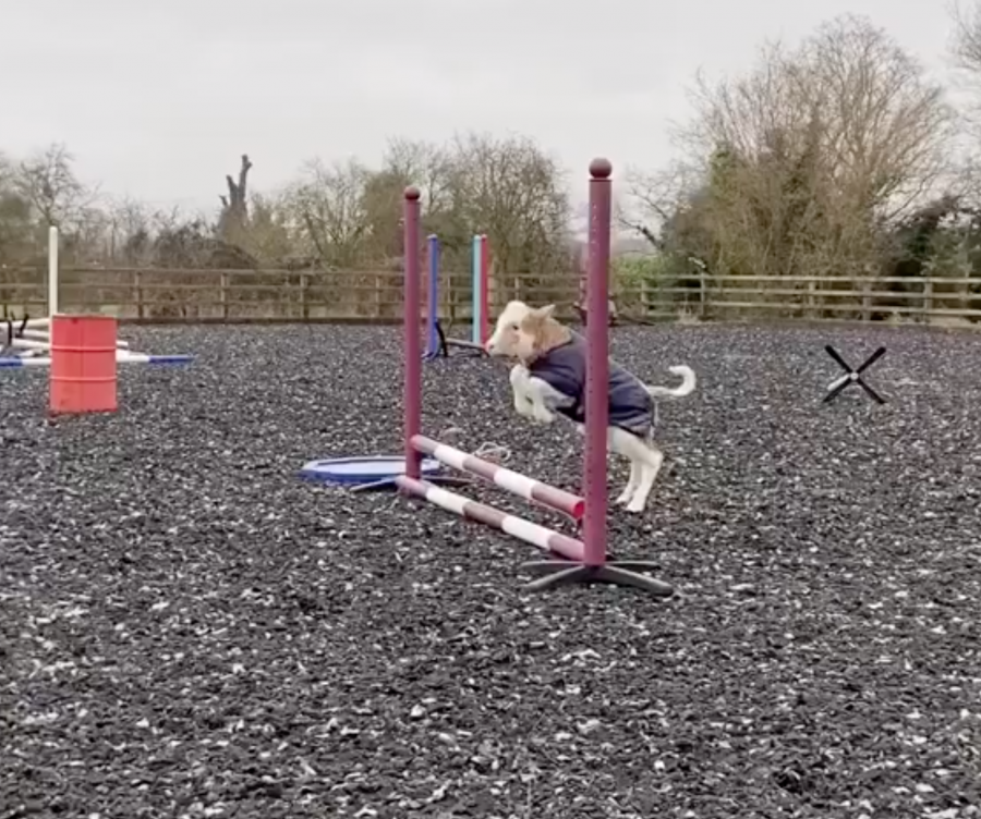 Thursday Video 2024 Olympic Hopeful HORSE NATION