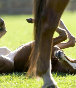 Foal Fever: 10 Foals You’ll Want to Squeeze