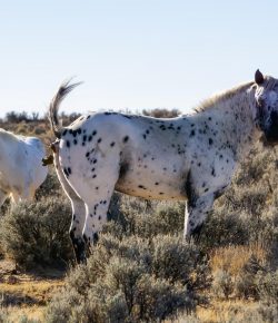 Poop’s Gettin’ Real: Fecals and Deworming