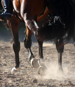 Weekend Wellness: 7 Tips on Equine Conditioning With Biomechanics
