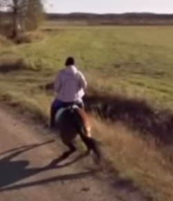 ‘Oh Crap’ Monday: Street View vs. Horse