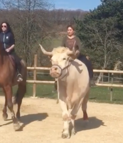 Thursday Video: What a Cow!