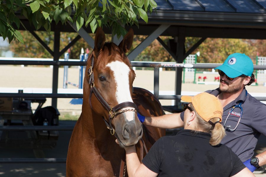 Standing Ovation by Ovation Riding Retired Racehorse Project