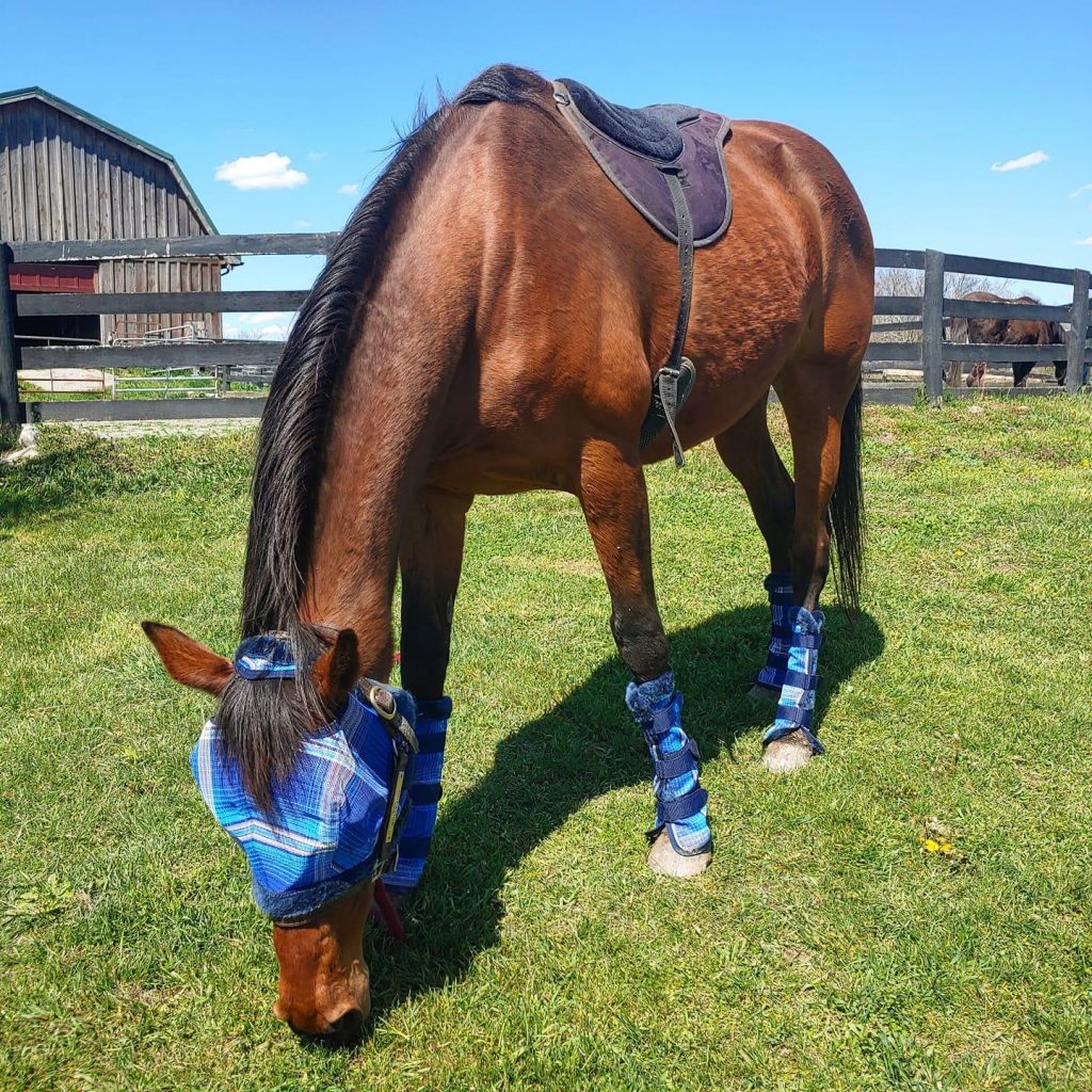 Reader Photo Challenge 11 Horses in New Tack HORSE NATION