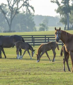 52 Thoroughbreds: Back With a Vengeance