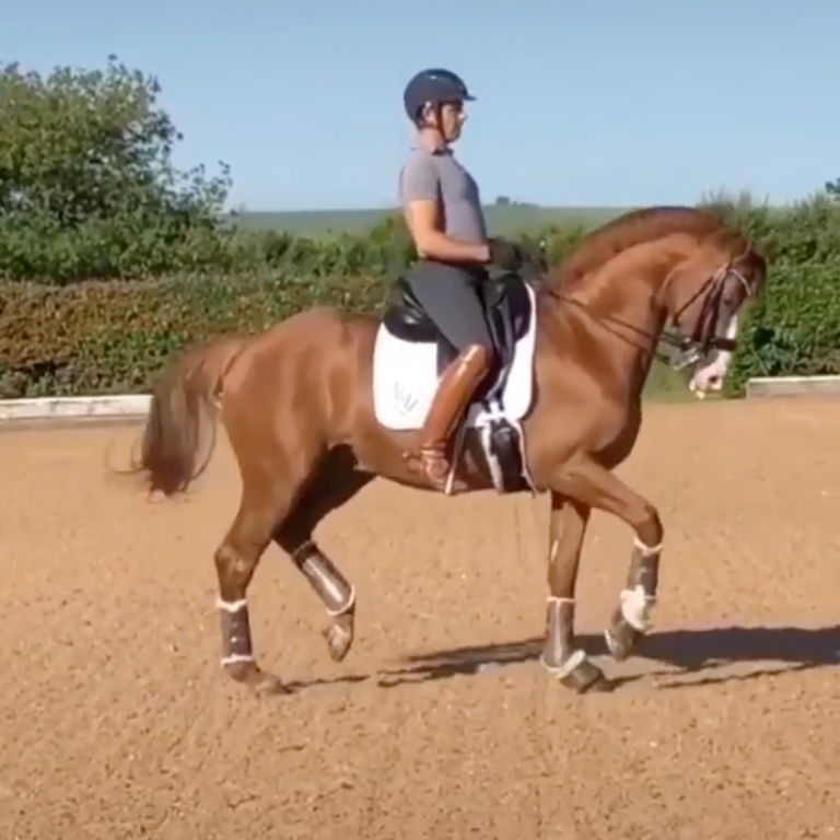 TGIF by Flexible Fit Equestrian Dancing Into the Weekend HORSE NATION