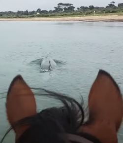 Thursday Video: Swimming With Dolphins