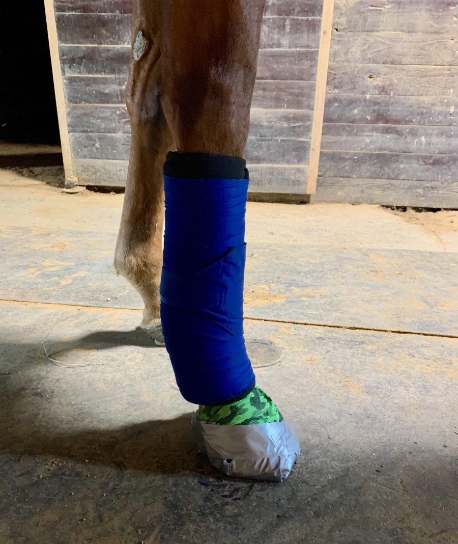 SmartPak Monday Morning Feed SmartTherapy NoBow Wraps Review HORSE
