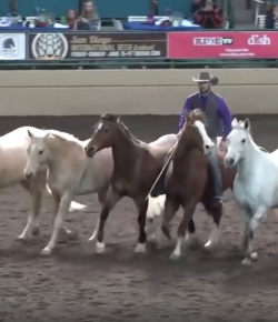 Thursday Video: Liberty With Six (!!!) Horses
