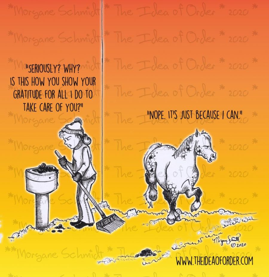 The Idea of Order You Pooped WHERE? HORSE NATION