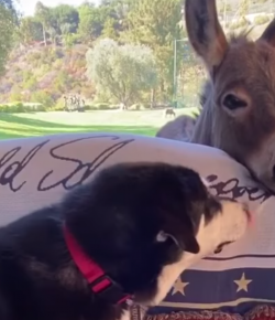 Thursday Video: Lulu and Dutch