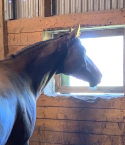 Stall Rest: You Reap What You Sow