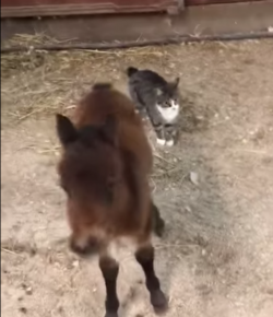 Foal Fever Friday: Antics of a One-Week Old Foal