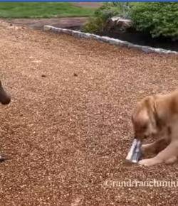 Thursday Video: Young Foal, New Tricks