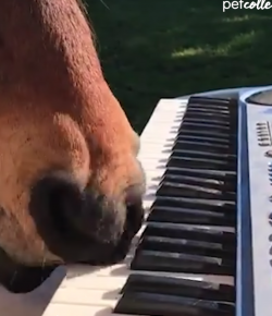 Thursday Video: This Horse Has Talent