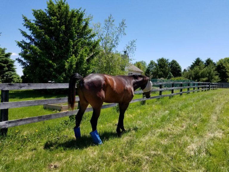 SmartPak Monday Morning Feed Potty Training Your Horse HORSE NATION