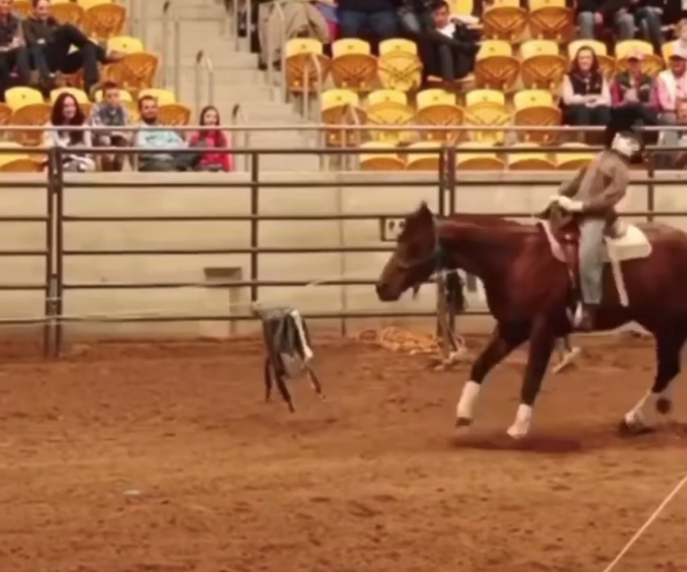 Kentucky Performance Products Tuesday Video Cutting Dummy HORSE NATION