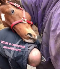 Friday Feels: Farrier Love