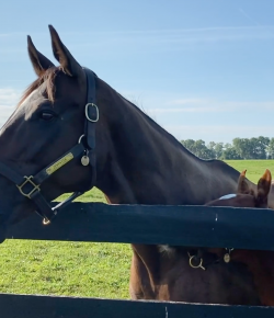 Friday Feels: Zenyatta and Her Candy Ride Filly