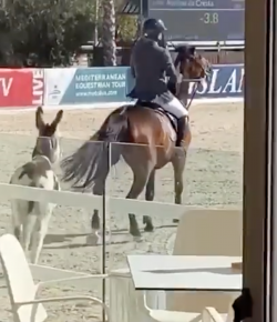 ‘Oh Crap’ Monday: Don’t Lose Your … Donkey