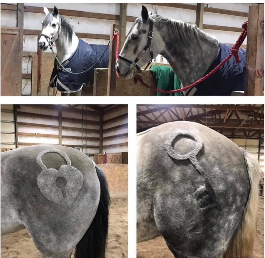 Reader Photo Challenge 5 Freshly Clipped Horses HORSE NATION