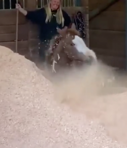 #TGIF: Head Into the Weekend Like This Horse…