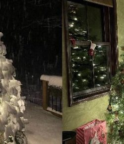 A Tale of Two Christmas Trees: A Metaphor for 2020