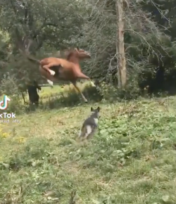 Thursday Video: It’s a Bird, It’s a Plane…