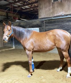 What I’ve Learned From My Lemon