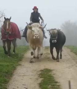 Thursday Video: Ponying and … Calving?