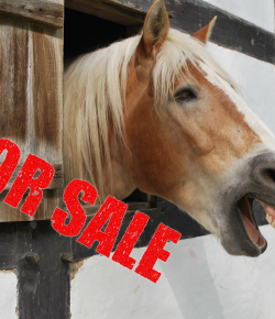 Horse Sale Ads, Translated